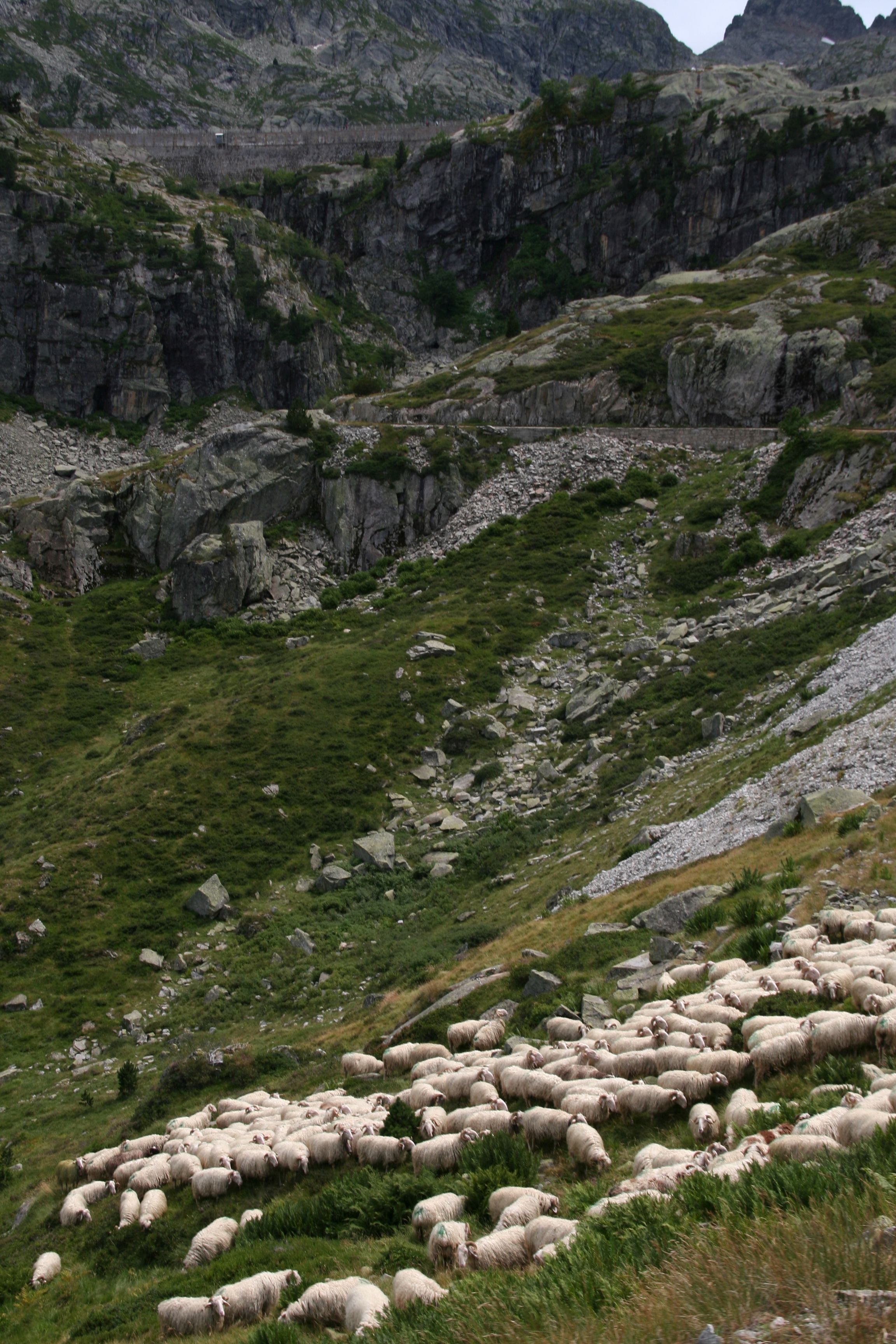 IMG 8948 FR Pyreneen Artouste sheep 2008 Kruse